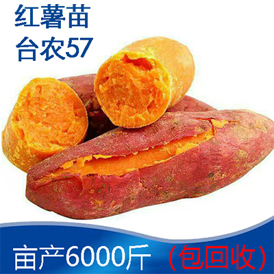 台农57红薯苗 基地大量供应红薯秧苗 高产红薯苗