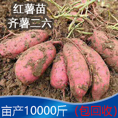 齐薯二六红薯秧苗 红薯秧苗 高产淀粉红薯苗基地供应